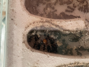 Majorin eher orange.JPG