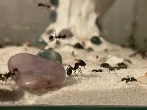 kleine Majorin ganz dunkel.JPG