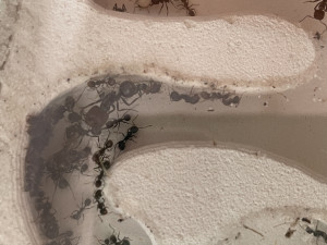 Majorin mittelbraun.JPG