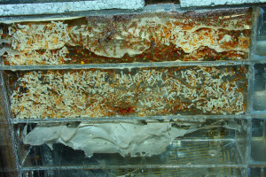 Oecophylla smaragdina Nestblock-2.jpg