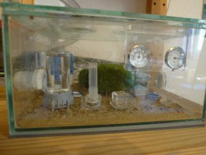 Formicarium_4.JPG