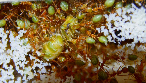 Legende Oecophylla smaragdina Königin_1.jpg