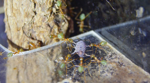 Oecophylla smaragdina Assel gefangen.jpg