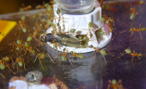 Oecophylla smaragdina Heimchentransport.jpg