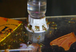 Oecophylla smaragdina kaum Tränkenbesuchjpg.jpg