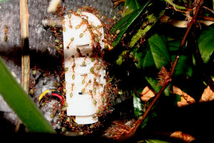 Oecophylla smaragdina Sensorbelagerung.jpg