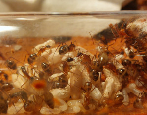 Camponotus_maculatus.jpg