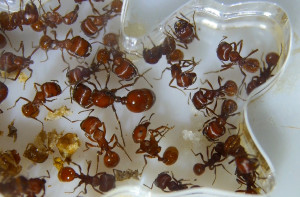 Pogonomyrmex badius Königin.jpg