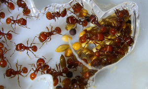 Pogonomyrmex badius Körnerlager.jpg