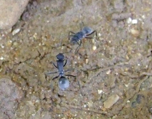 zwei Ameisen auf dem Wasser