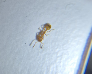 Temnothorax sp.jpg