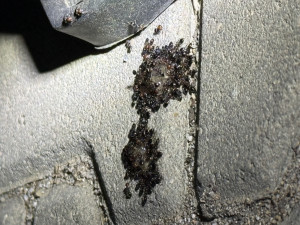 IMG_0469.jpeg (2.59 MiB) 566 mal betrachtet Unter dem Wohnwagen