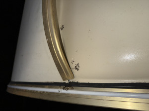 IMG_0467.jpeg (2.16 MiB) 566 mal betrachtet An der Front des Wohnwagens