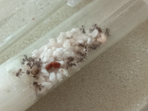 Wären sie größer, wäre mir wahrscheinlich früher aufgefallen, dasss die nicht trinken.