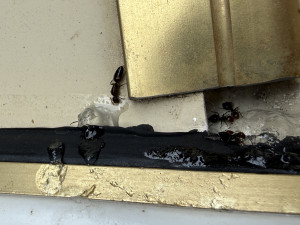 Crematogaster und oben drüber die Königin der Stöpselkopfameise