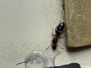 Stöpselkopfameisen Königin