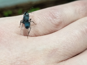 Wie viele Menschen hatten wohl schon eine blaue Ameise auf der Hand, die eine tote blaue Ameise trägt? Bin ich vielleicht der erste?