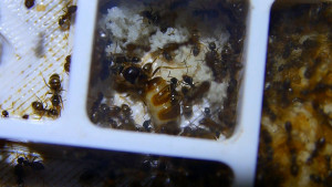 Lasius niger Königin in voller Eiablage _1.jpg