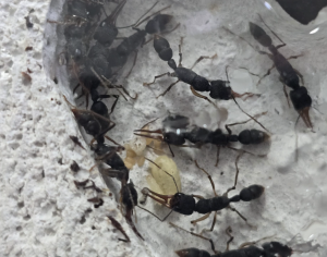 Harpegnathos venator Kolonie 1 mit Brut