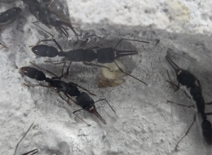 Harpegnathos venator Kolonie 2 mit Brut