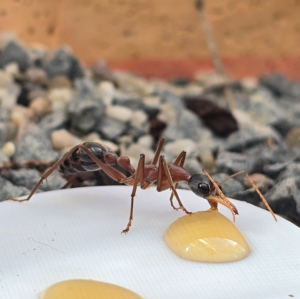 Myrmecia nigriceps Arbeiterin 01