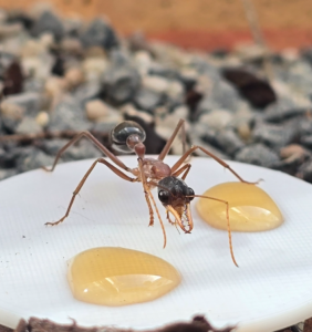 Myrmecia nigriceps Arbeiterin 02