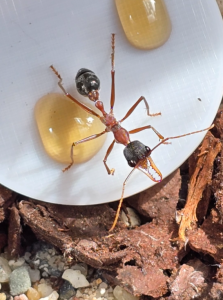 Myrmecia nigriceps Arbeiterin 03