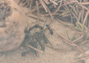 Screenshot 2026-04-10 110451.png