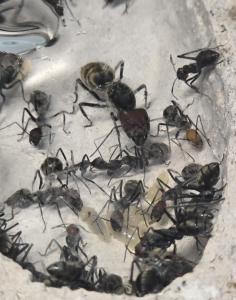 Camponotus singularis