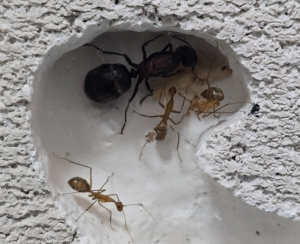 Camponotus angusticollis