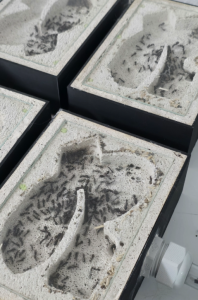 Camponotus sylvaticus 5x (4 zu sehen).