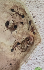 Myrmecia nigriceps (Einblick) Larven fressen Heimchen