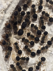 Teddy Bär Ameise Echinopla cherapunjiensis