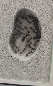 Camponotus singularis Kolonie