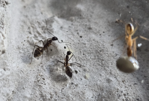 Camponotus substitutus Pygmäe (etwa 1mm kleiner als Minor-Arbeiterinnen)