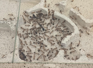 Camponotus maculatus