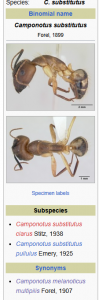 Camponotus substitutus, Auszug Antwiki