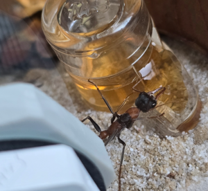 Myrmecia nigrocincta