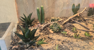 Bepflanzung Perspektive