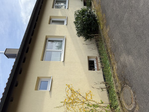 Kirschlorbeerbusch an der Hauswand