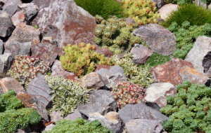 Sukkulenten Beete Beispiele