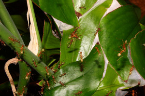 Oecophylla smaragdina Blattnest.jpg