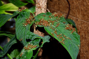 Oecophylla smaragdina Honig schleckern_2jpg.jpg