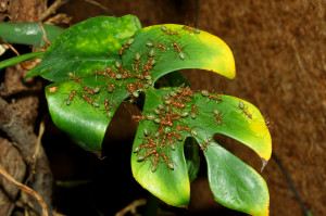 Oecophylla smaragdina Honik schleckern_1jpg.jpg