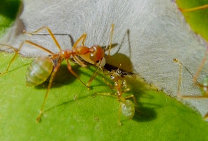 Oecophylla smaragdina Miniarbeiterin.jpg