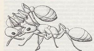 Tragen Leptothorax.jpg