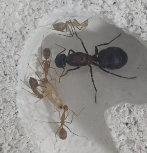 Camponotus angusticollis