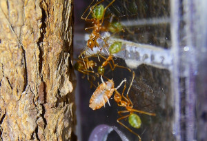Oecophylla smaragdina  Futter wird getragen.jpg