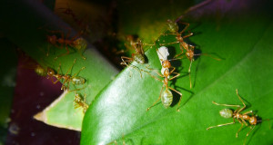 Oecophylla smaragdina Puppe wird getragen_1.jpg