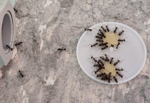 Pheidole nodus - Futteraufnahme